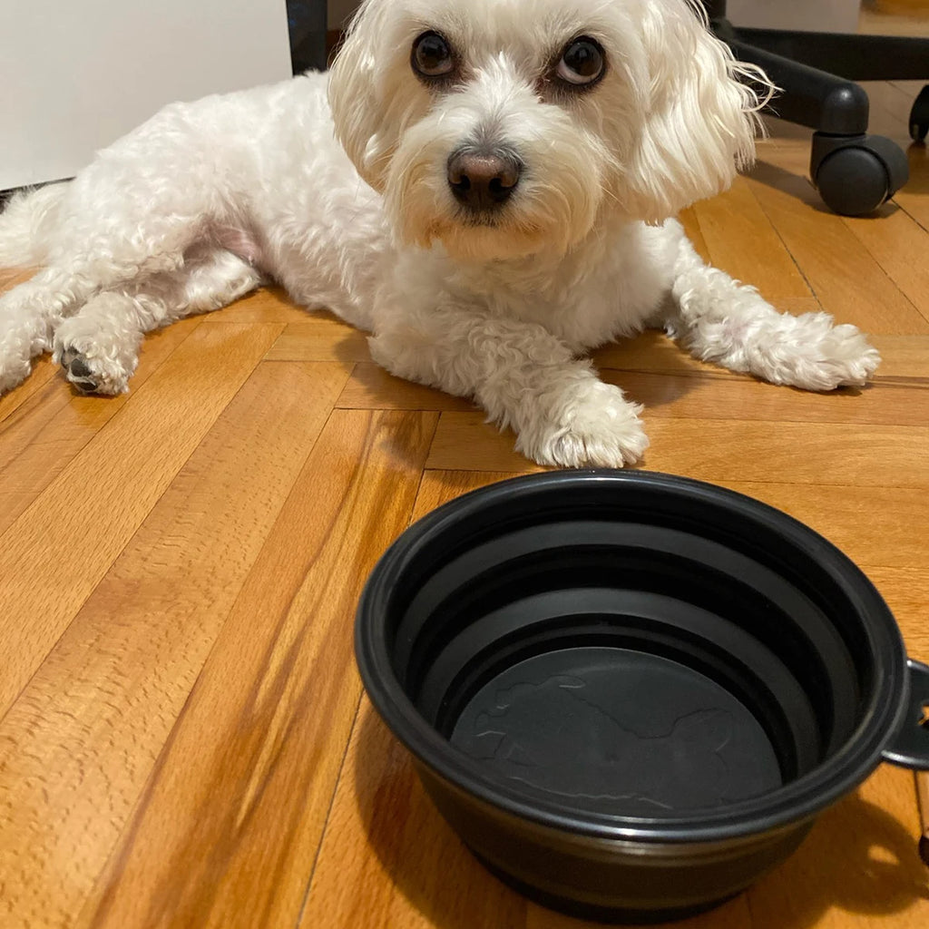 White dog lying on a wooden floor next to a black collapsible water bowl.